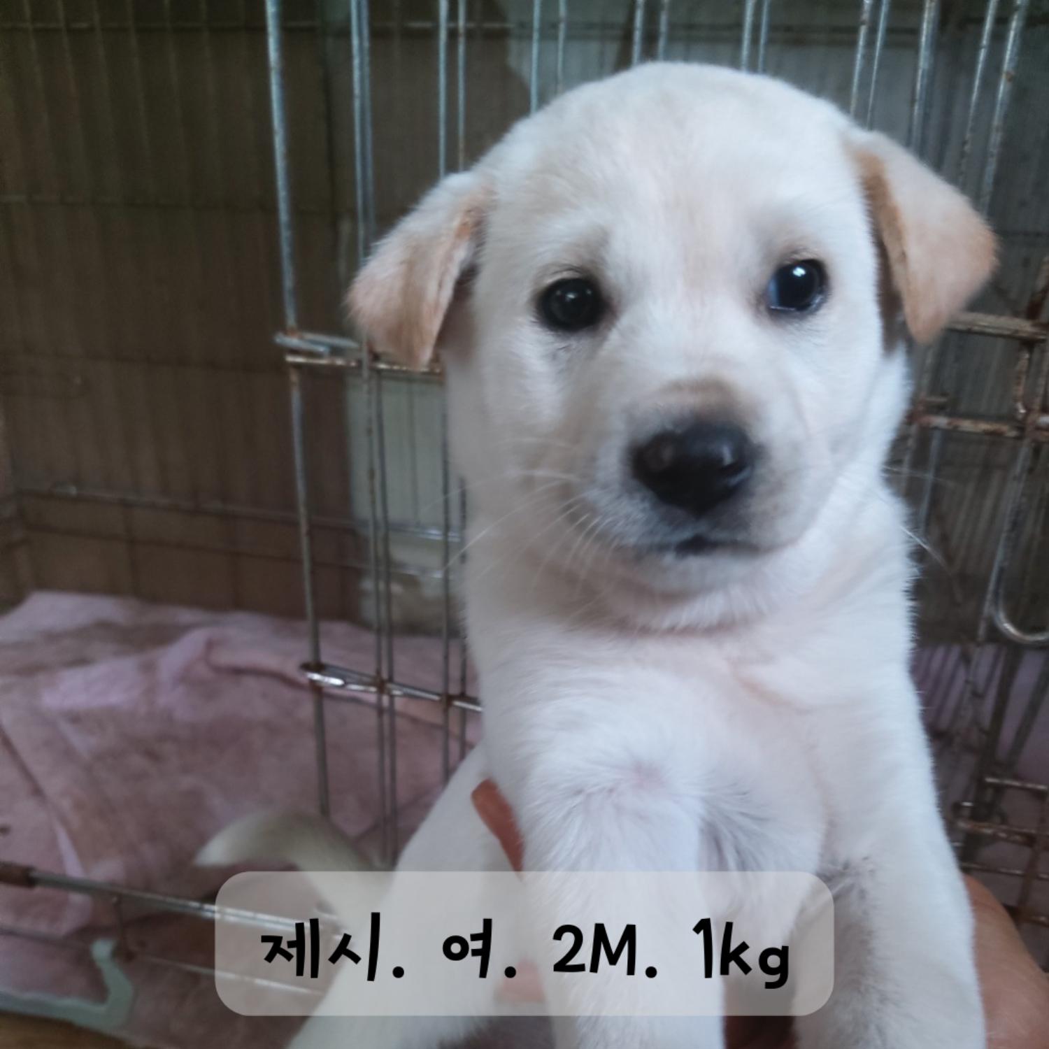 보호중 믹스견의 가…