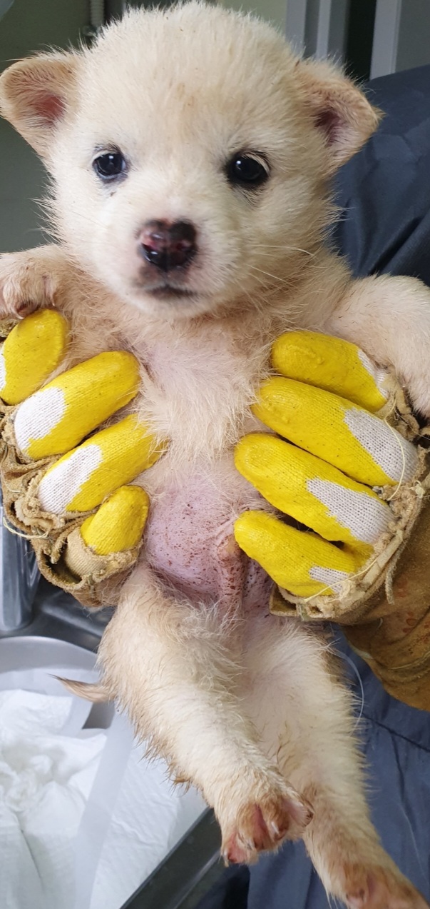 보호중 믹스견의 가…