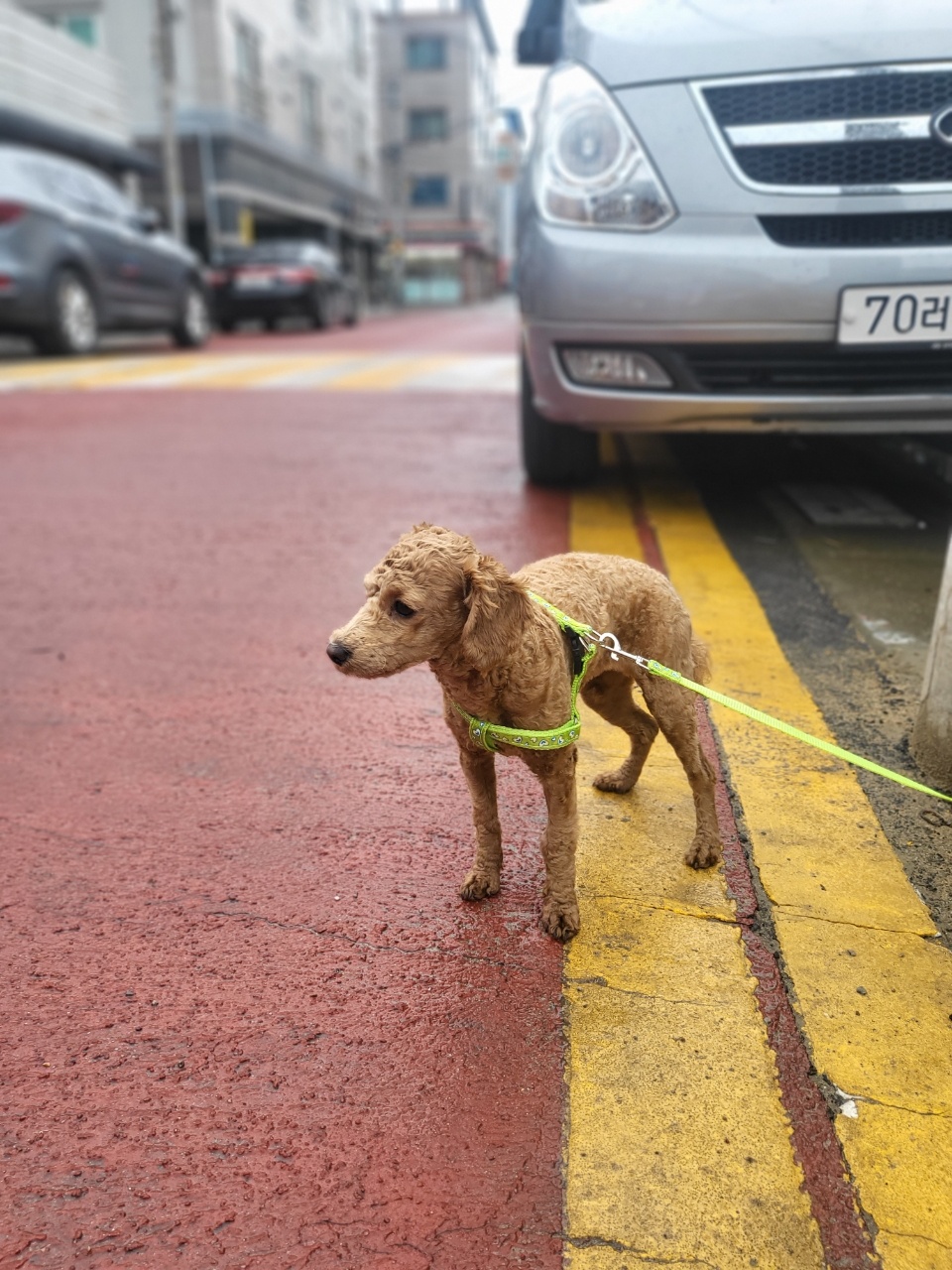 성주유기동물보호센터_447521202300121