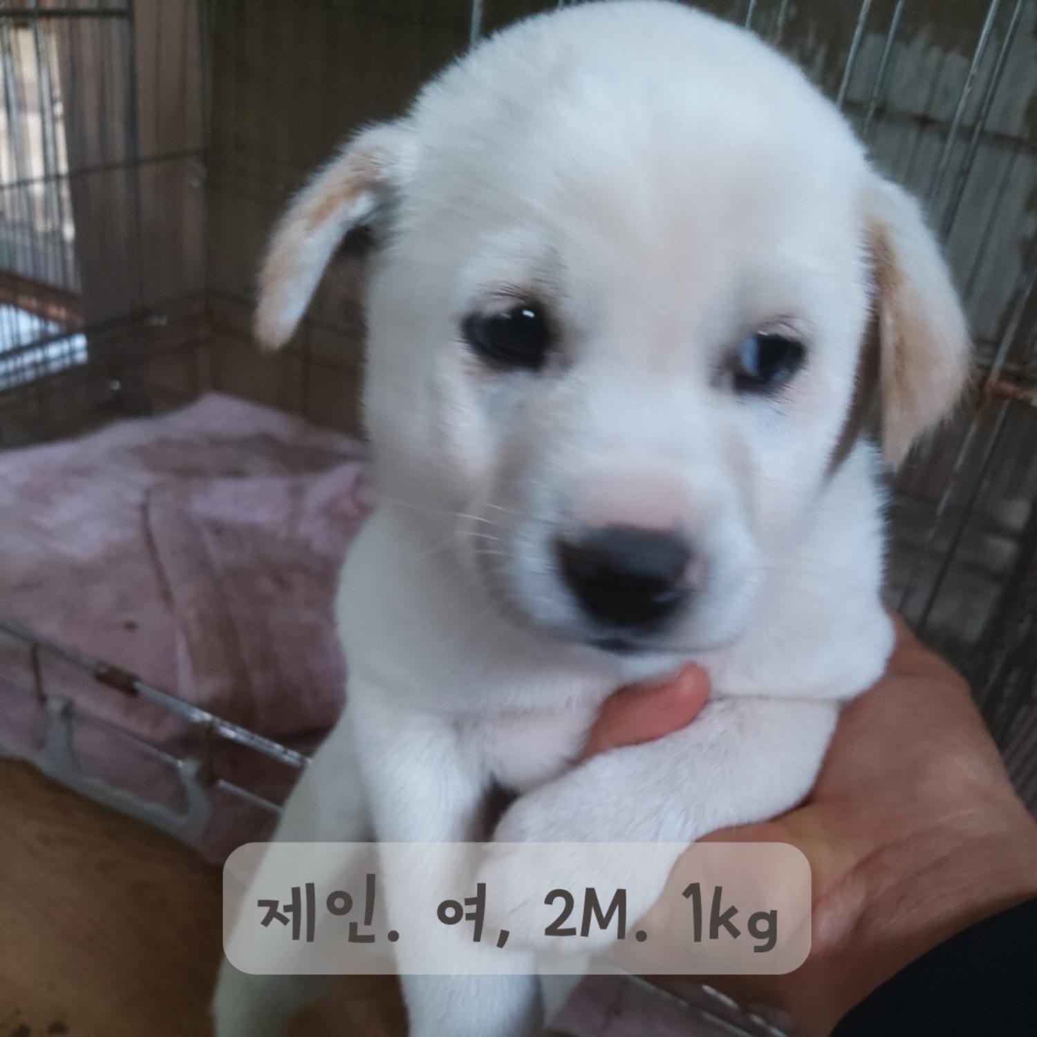 보호중 믹스견의 가…