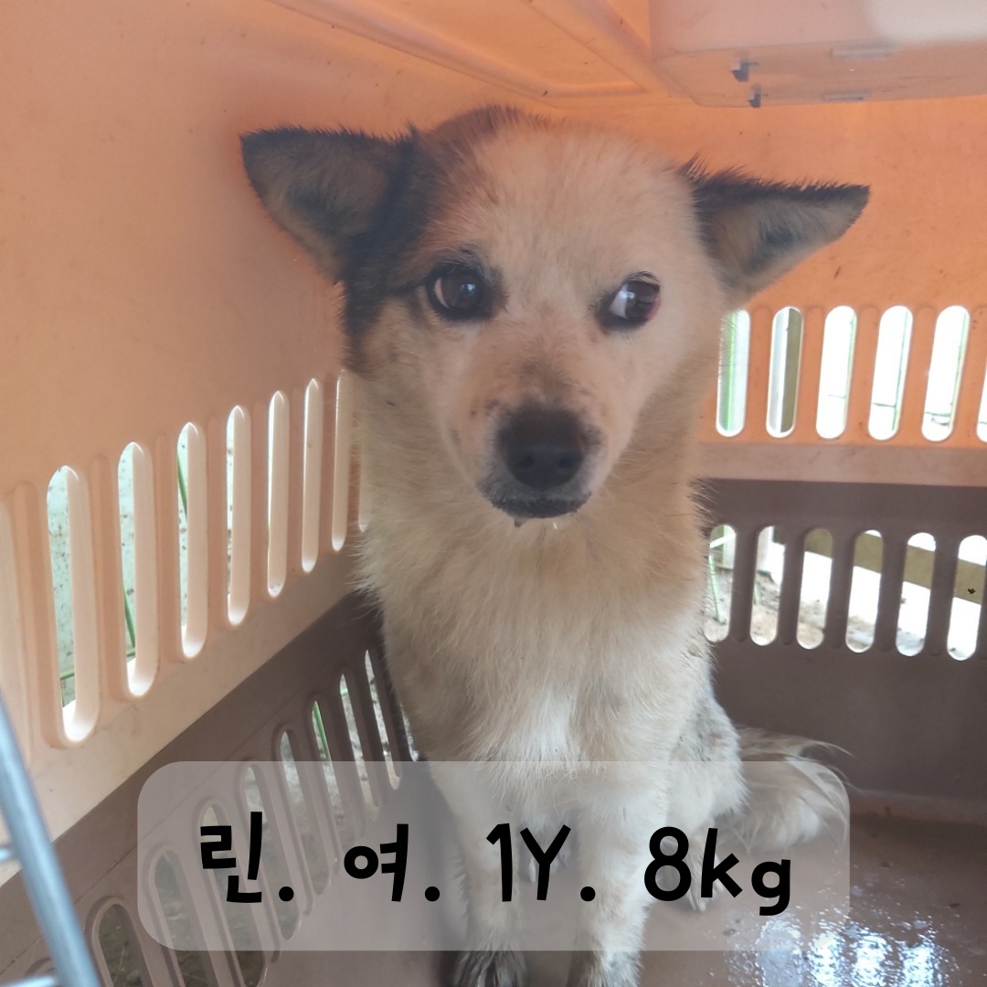 보호중 믹스견의 가…