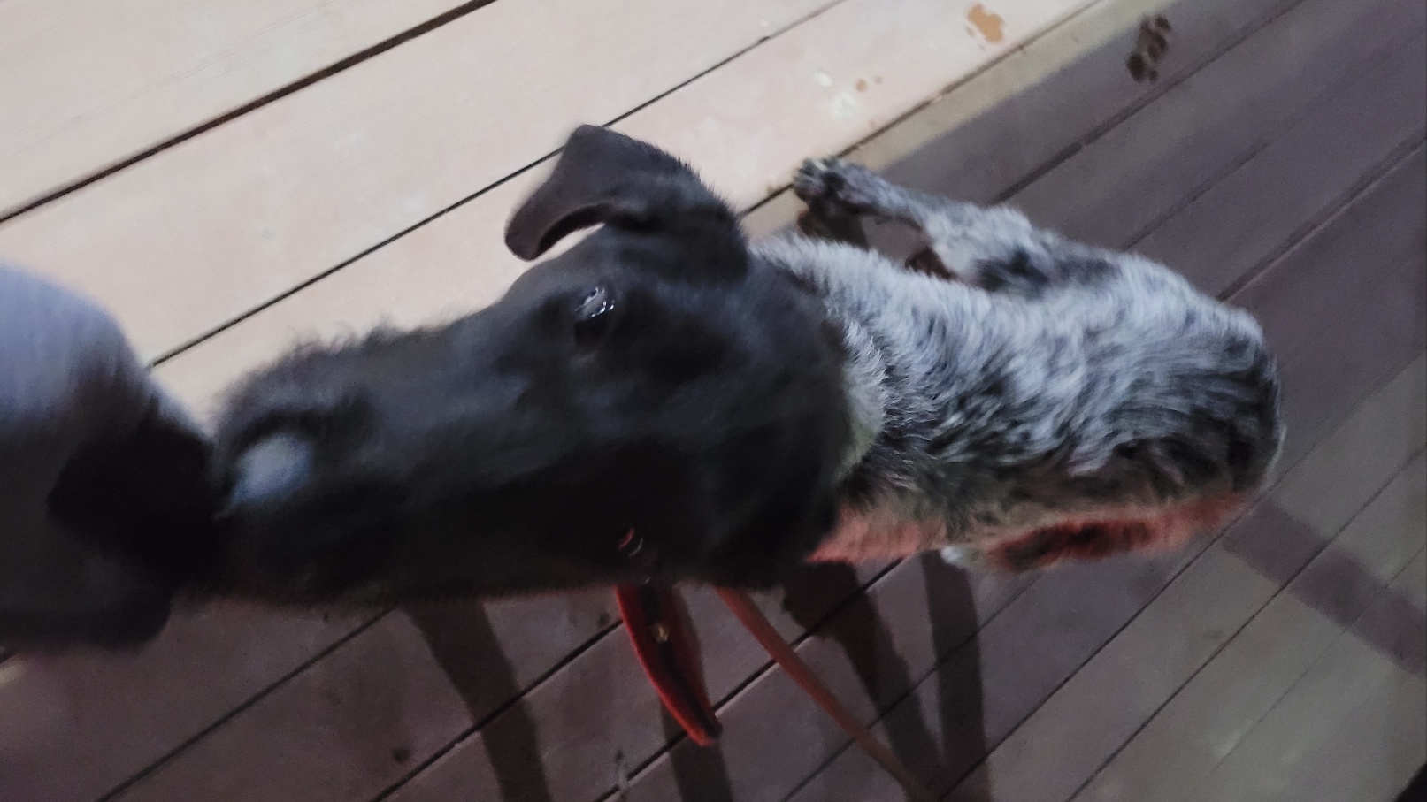 화순군유기동물보호소_446490202300058