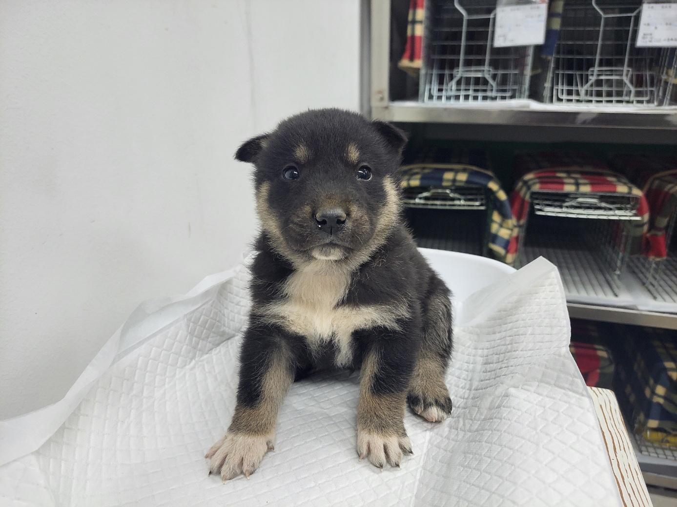 고양시동물보호센터_441394202300442