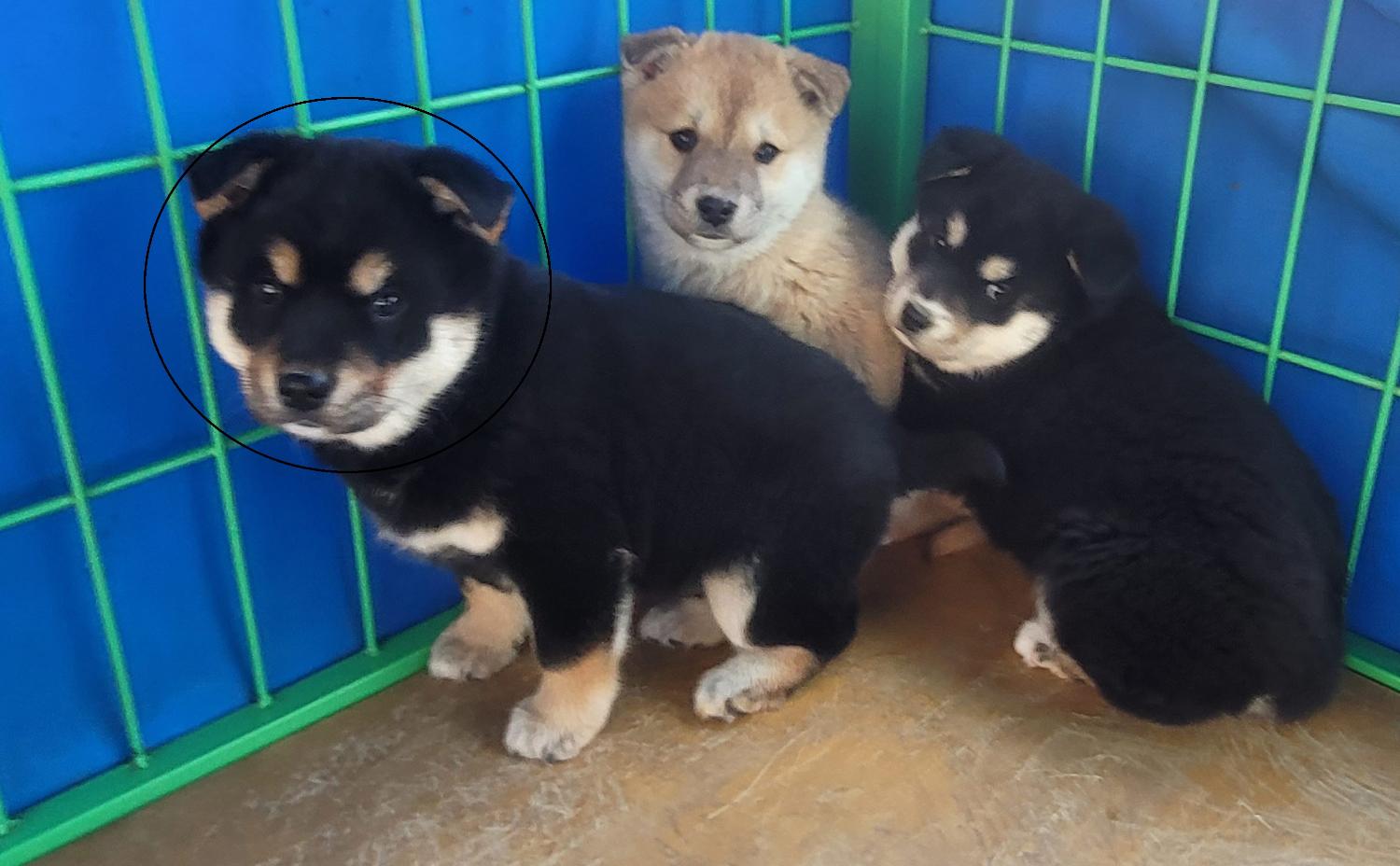 청원동물병원_445470202300239