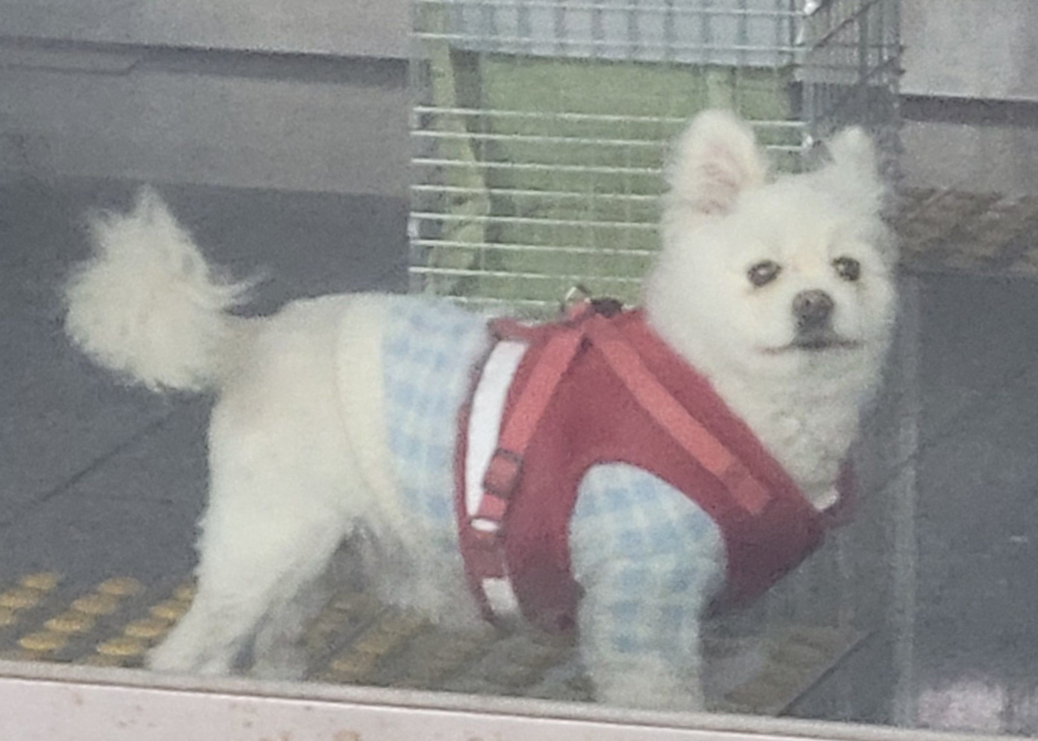 보호중 포메라니안의…