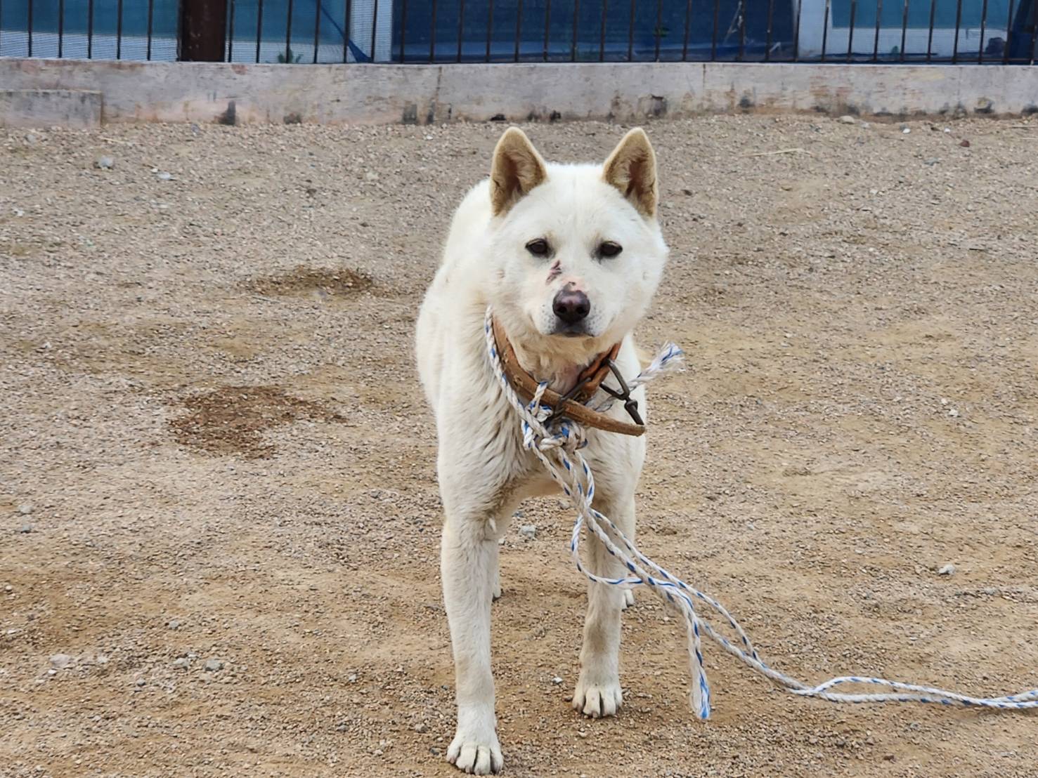 한국야생동물보호협회_441393202300358