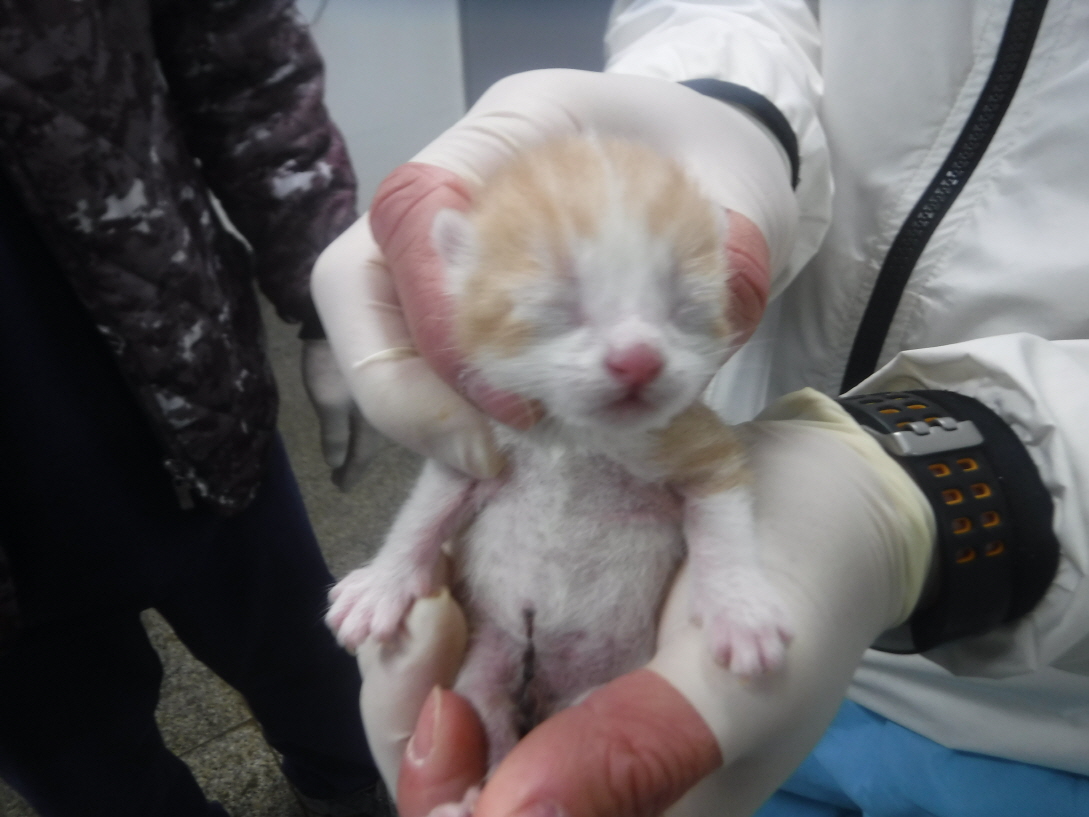 보호중 한국 고양이…