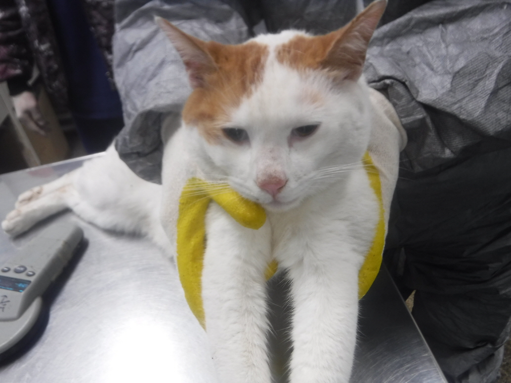 보호중 한국 고양이…