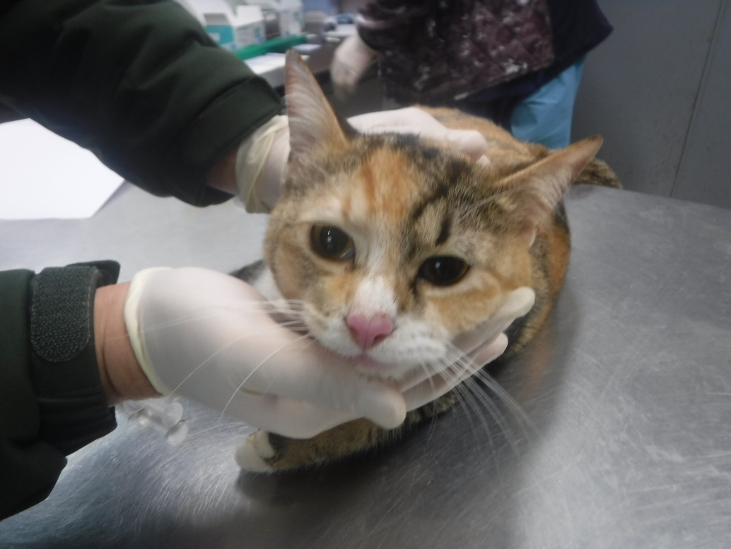 보호중 한국 고양이…