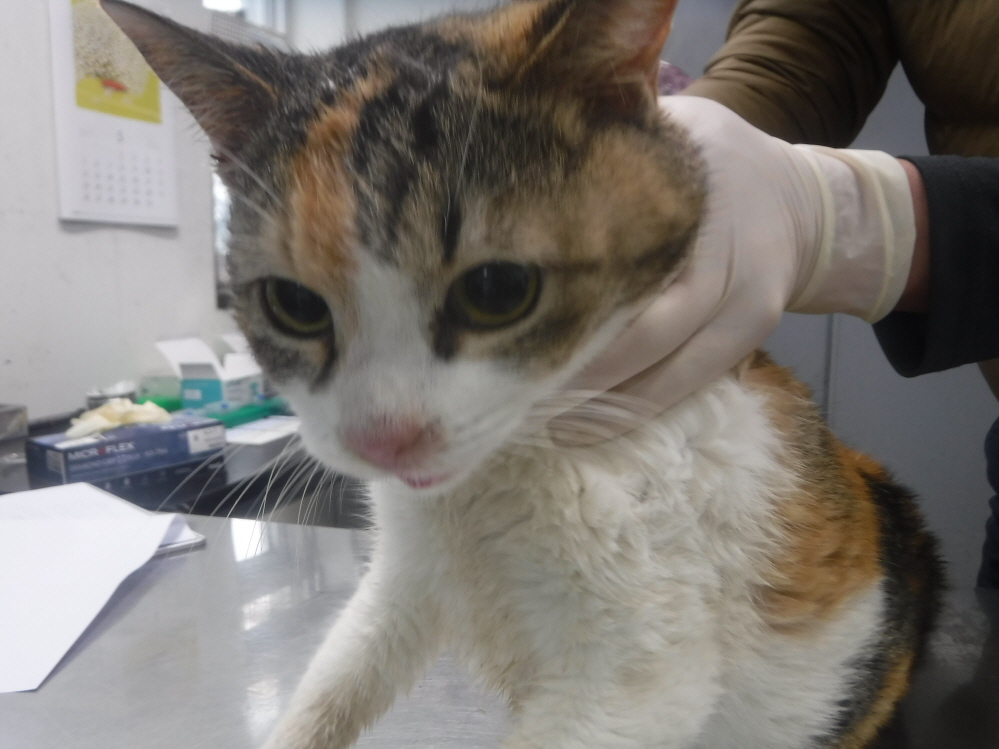 보호중 한국 고양이…
