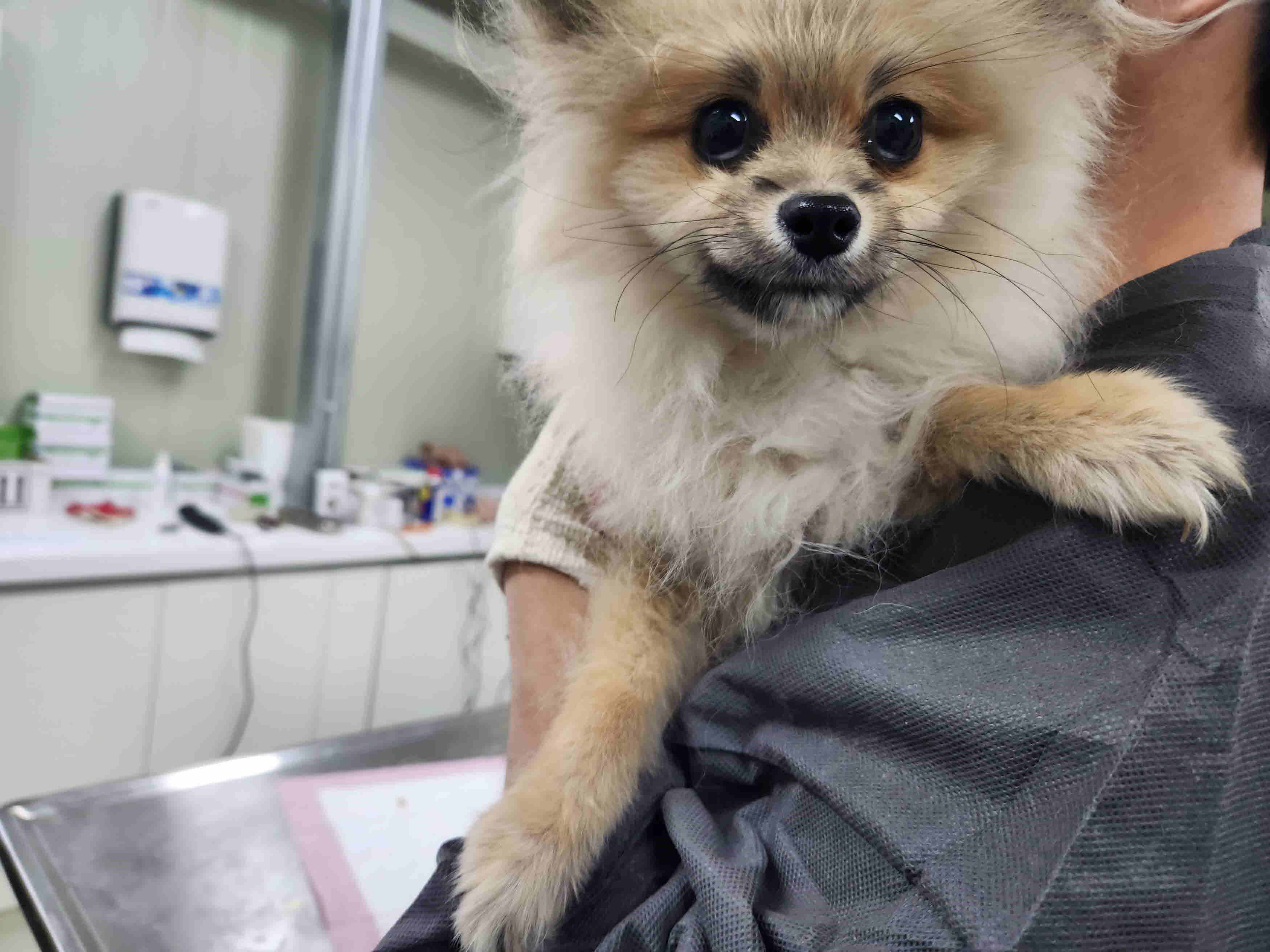 남양주시동물보호센터_441399202300429