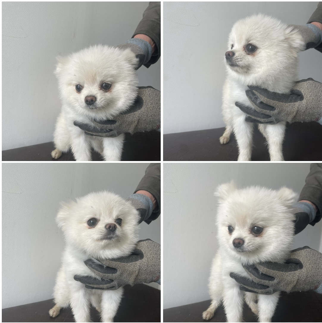 천안시유기동물보호소_444449202300415