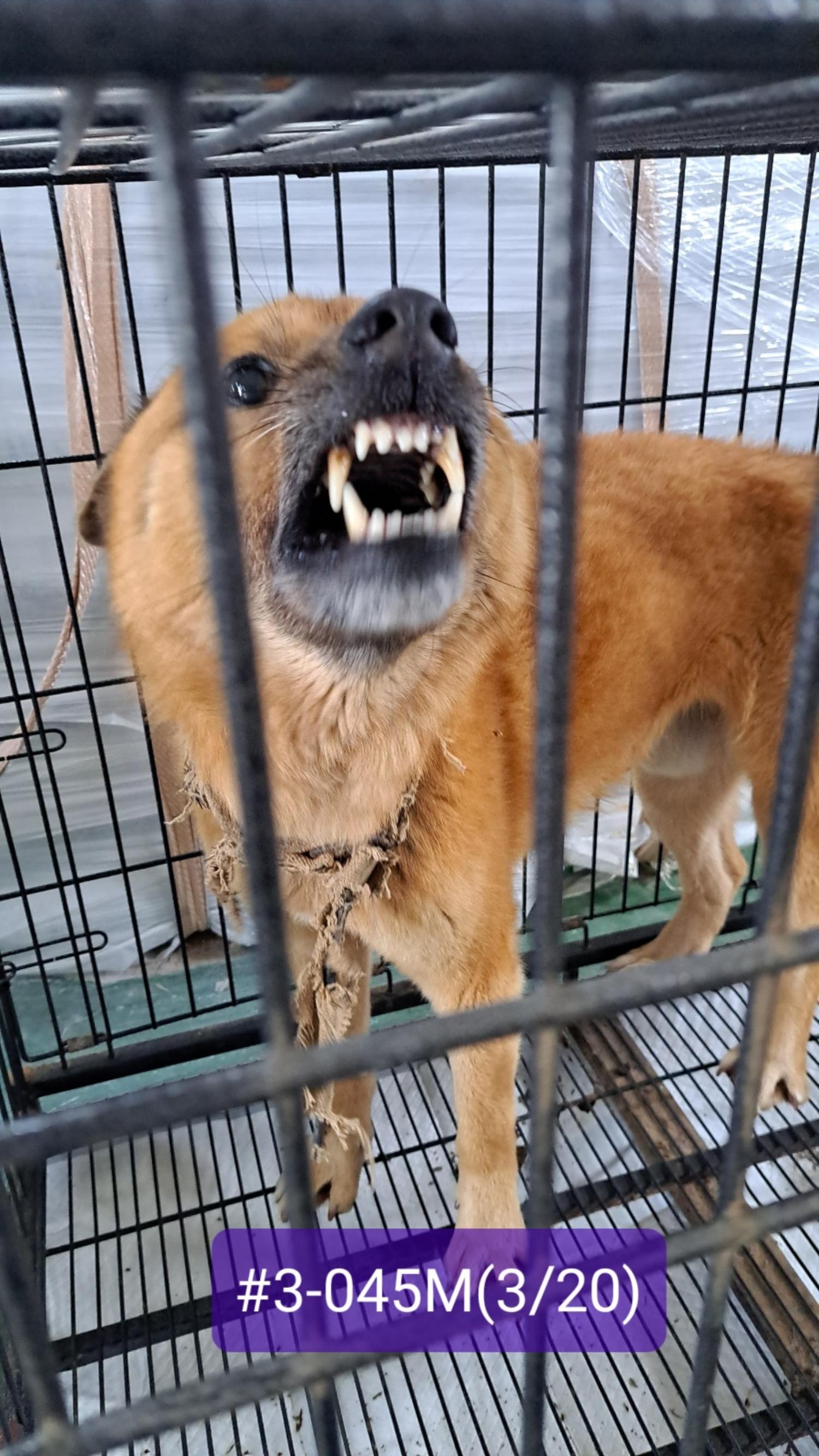 고성군유기동물보호소_448542202300822