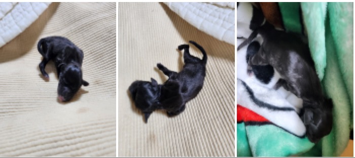 부산동물보호센터_426325202300037