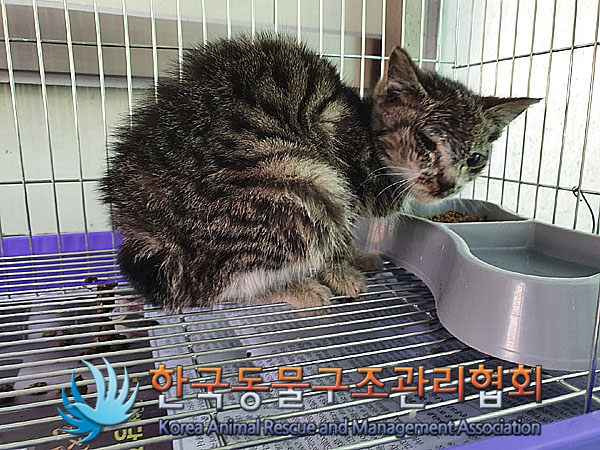 한국동물구조관리협회_411311202300145