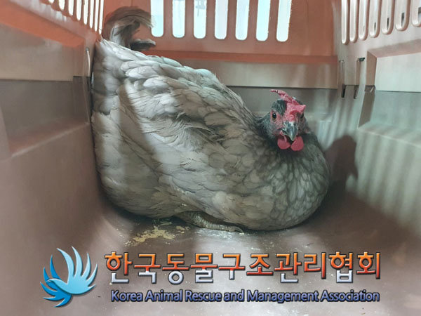 한국동물구조관리협회_411322202300184