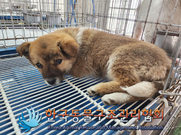 한국동물구조관리협회_441559202300114
