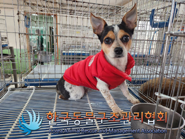 한국동물구조관리협회_441406202300303