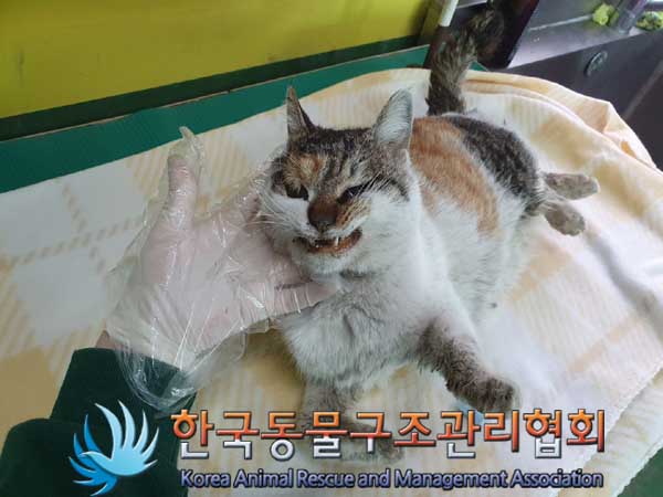 한국동물구조관리협회_411306202300205