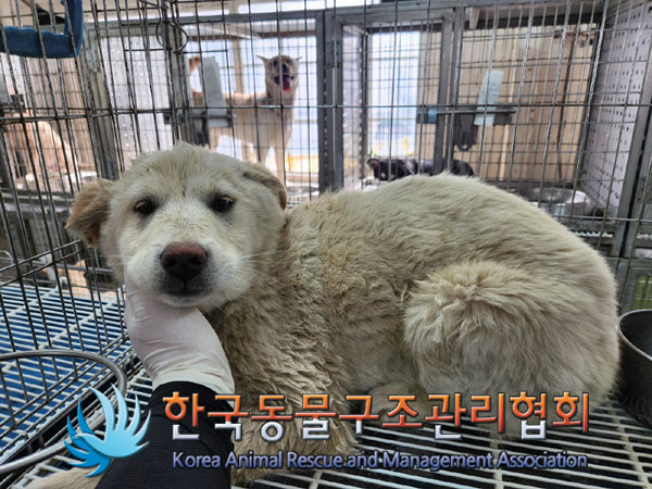 한국동물구조관리협회_441560202300271