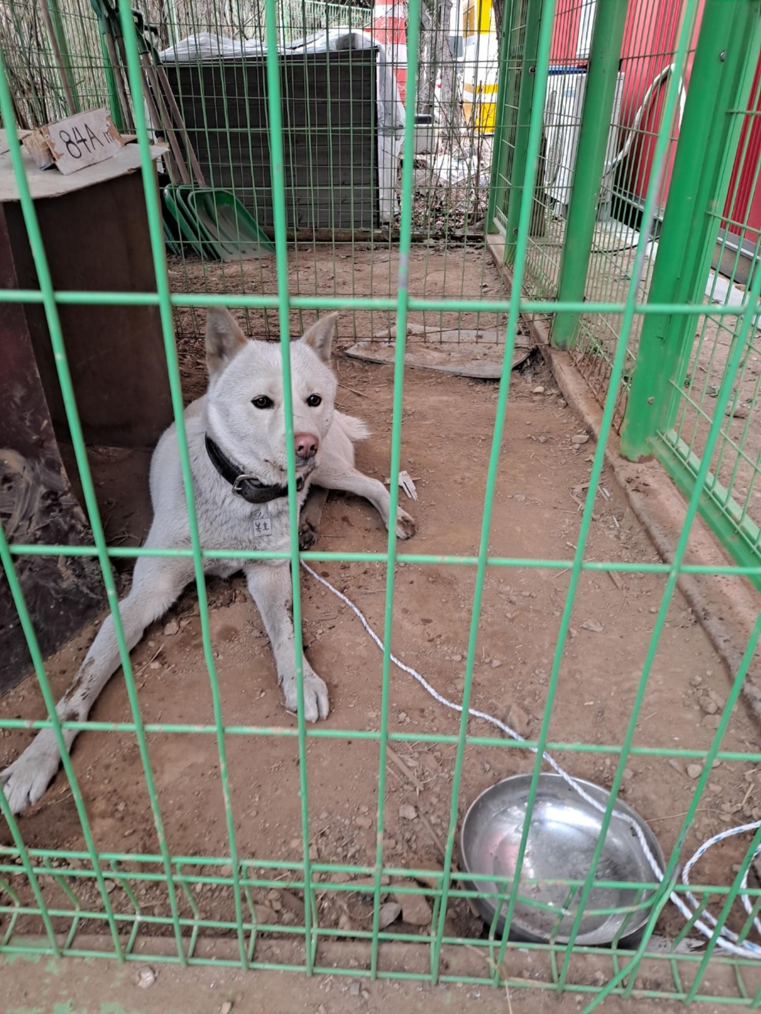 종료(반환) 풍산견…
