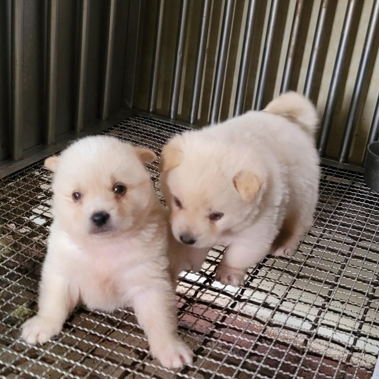 종합가축병원_447512202300194