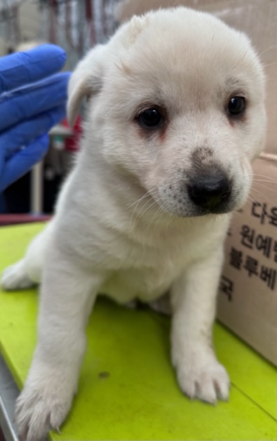 광양시 임시보호소_446484202300149