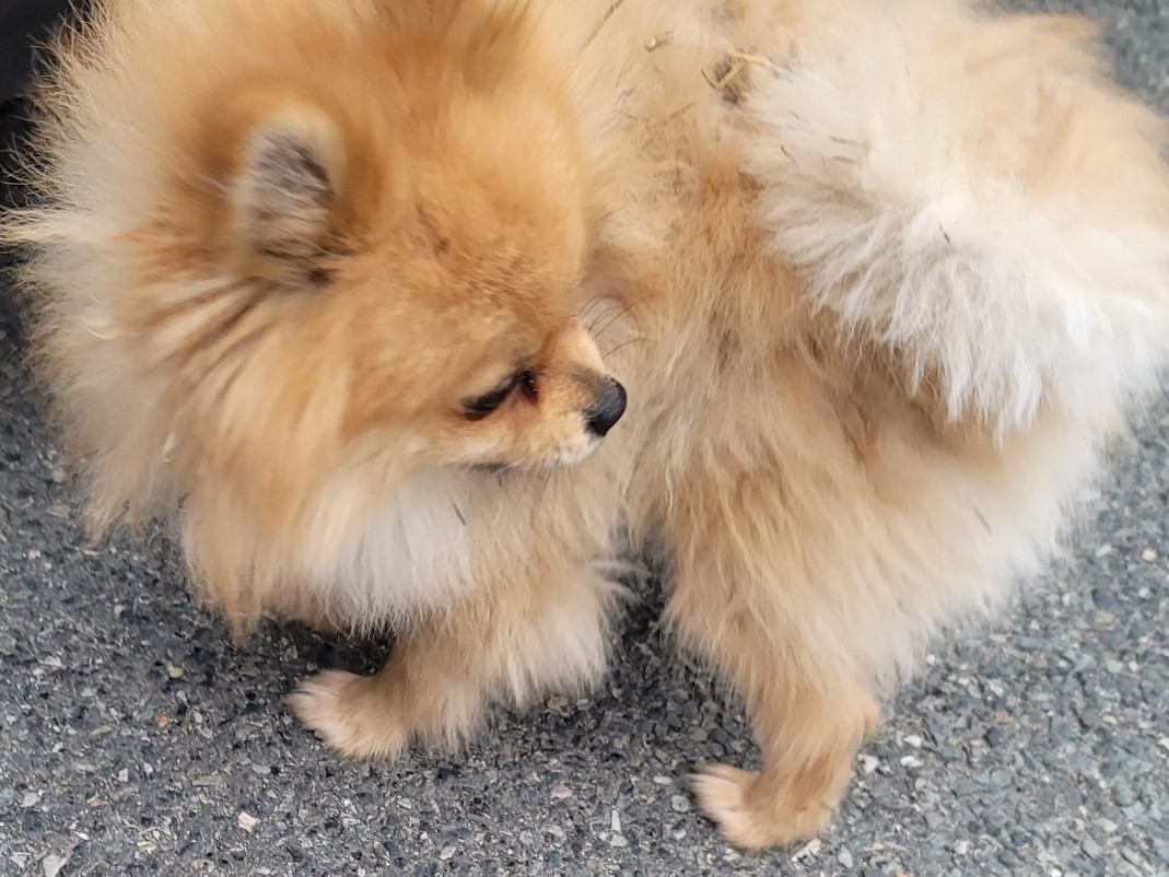 밀양시동물보호센터_448536202300530