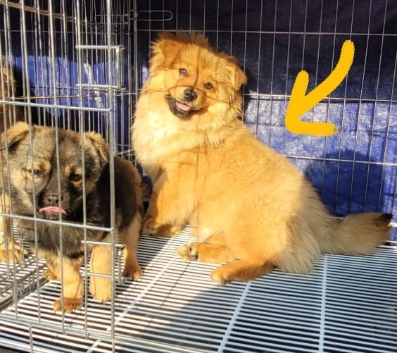 유기동물보호센터_447507202300033