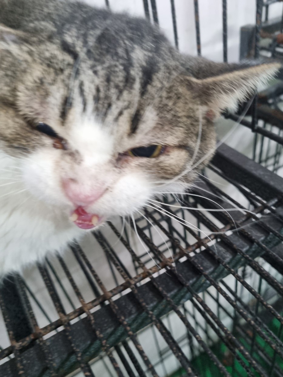 밀양시동물보호센터_448536202300531