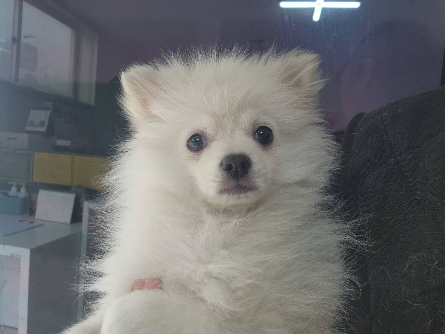 한국야생동물보호협회_441383202300141