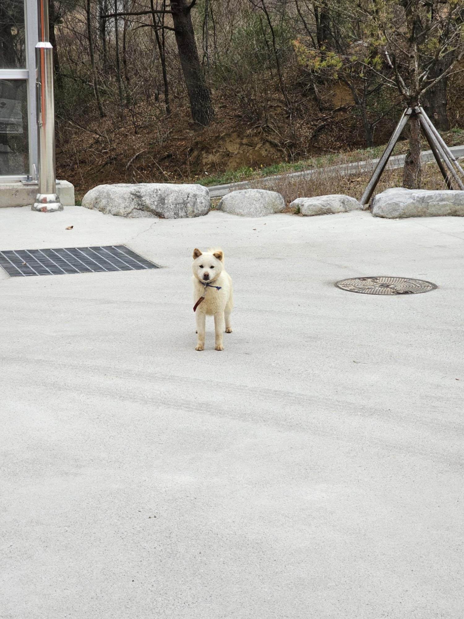 강릉시 동물사랑센터_442420202300133