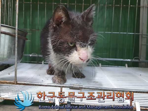 한국동물구조관리협회_441560202300277