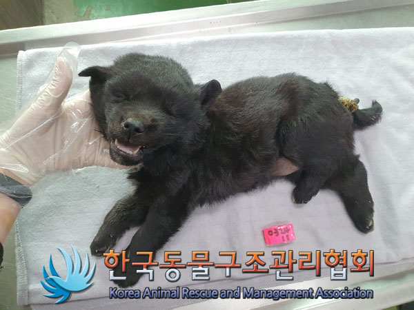 종료(자연사) 믹스…