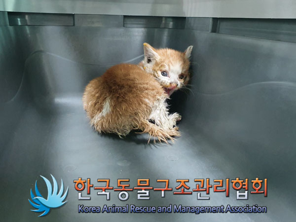 한국동물구조관리협회_411301202300134
