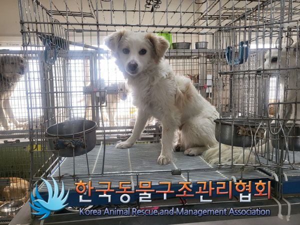 종료(반환) 믹스견…