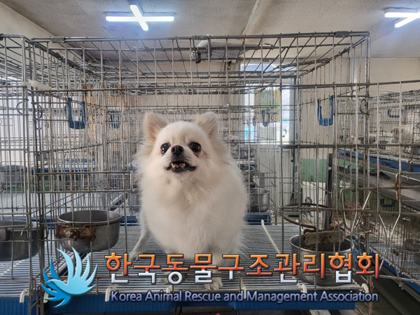 보호중 포메라니안의…