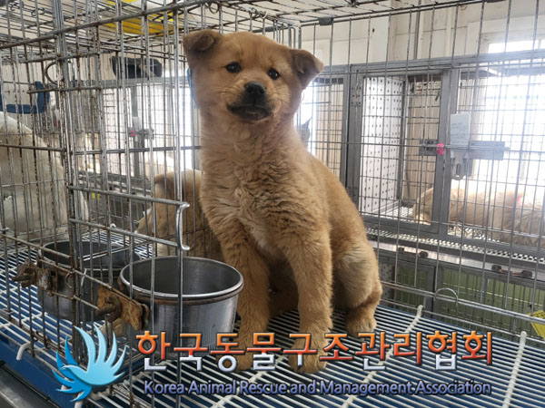한국동물구조관리협회_441560202300275