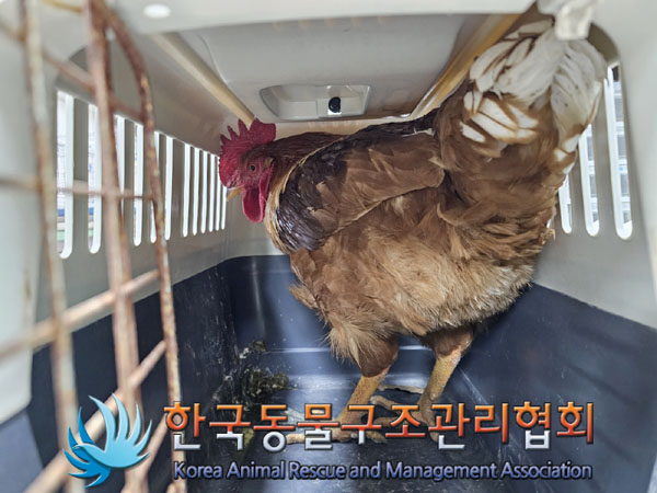 종료(입양) 닭의 …