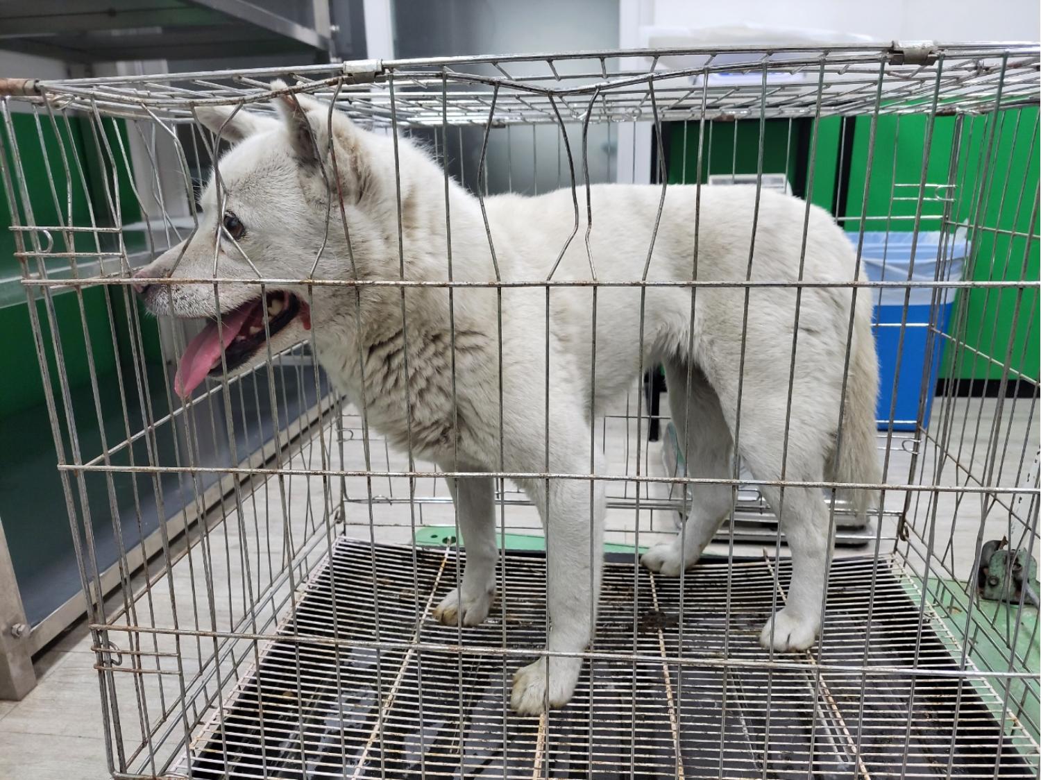 고양시동물보호센터_441394202300470