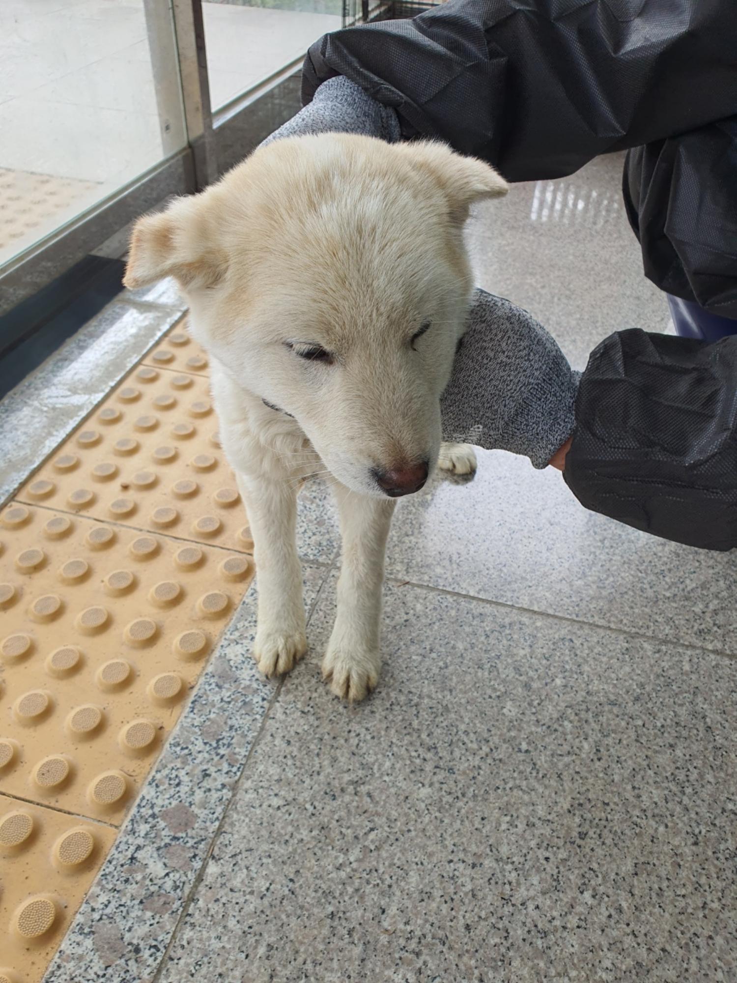 구미시 동물보호센터_447508202300594