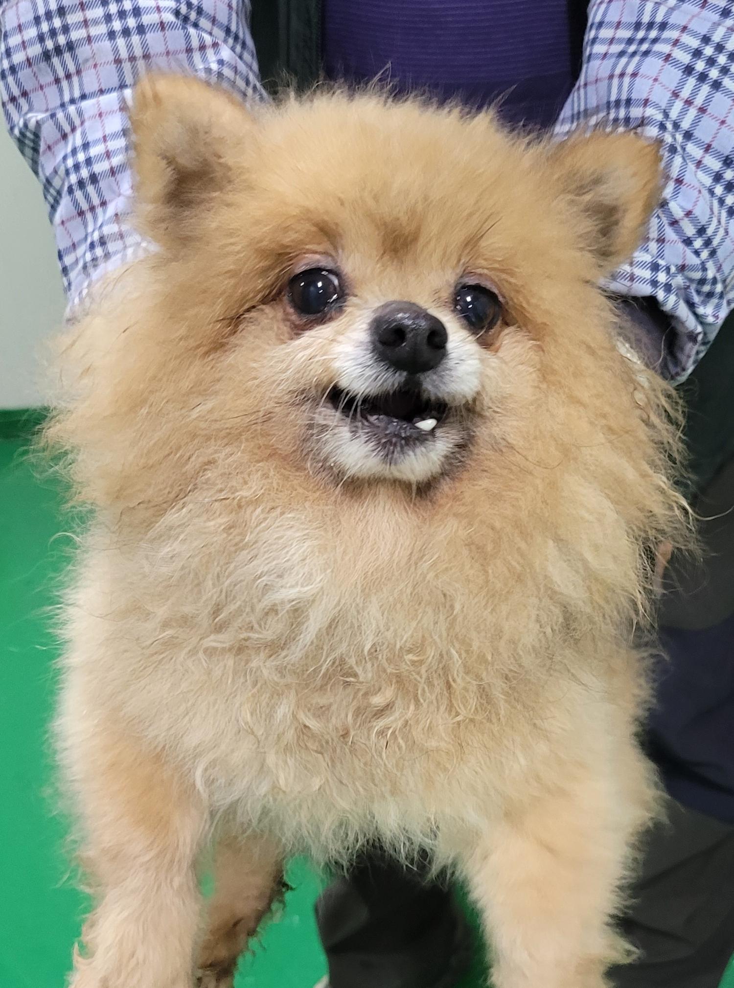 대구유기동물보호센터_427342202300157