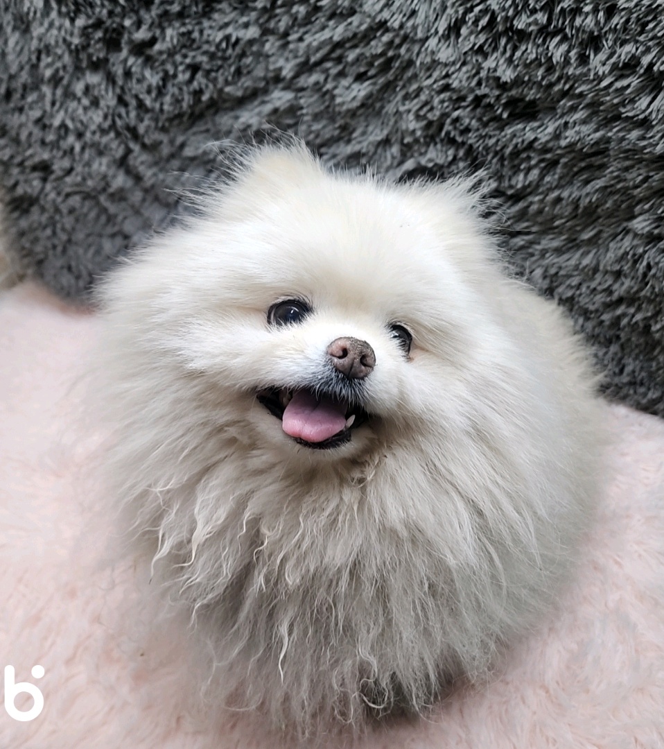 삼산종합동물병원_428354202300198