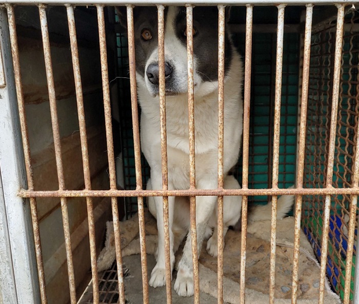 마산유기동물보호소_448528202300335