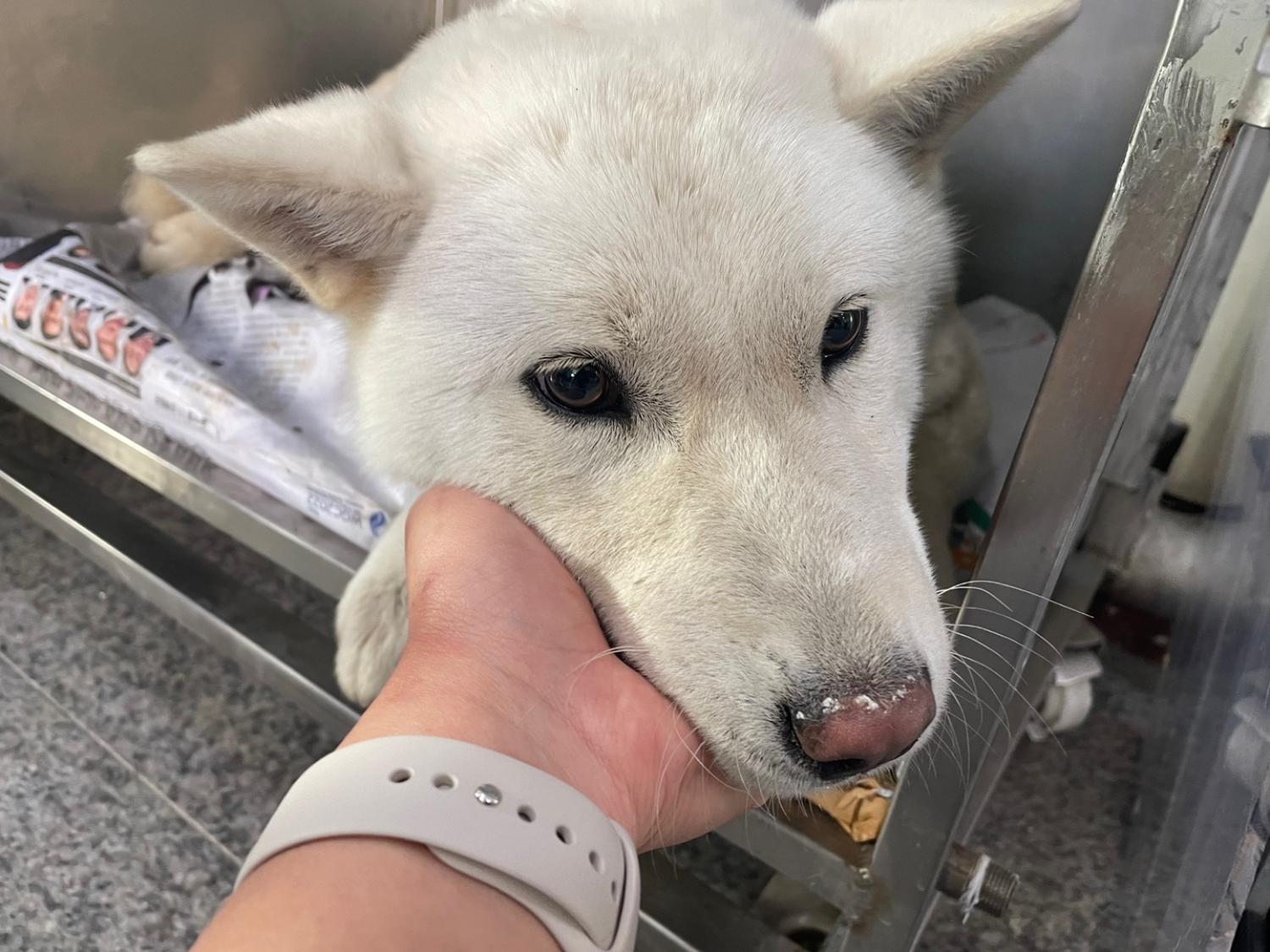 광주 동물보호소_429363202300129