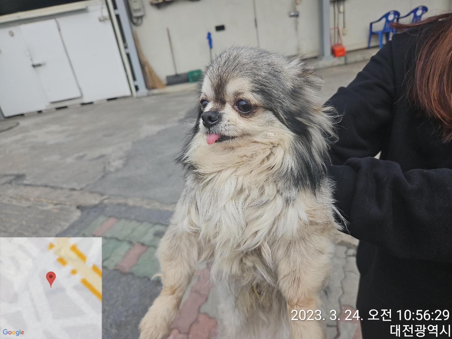 종료(반환) 치와와…