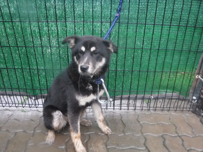 제주 동물보호센터_450650202300952