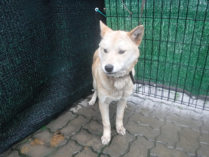 제주 동물보호센터_450650202300951