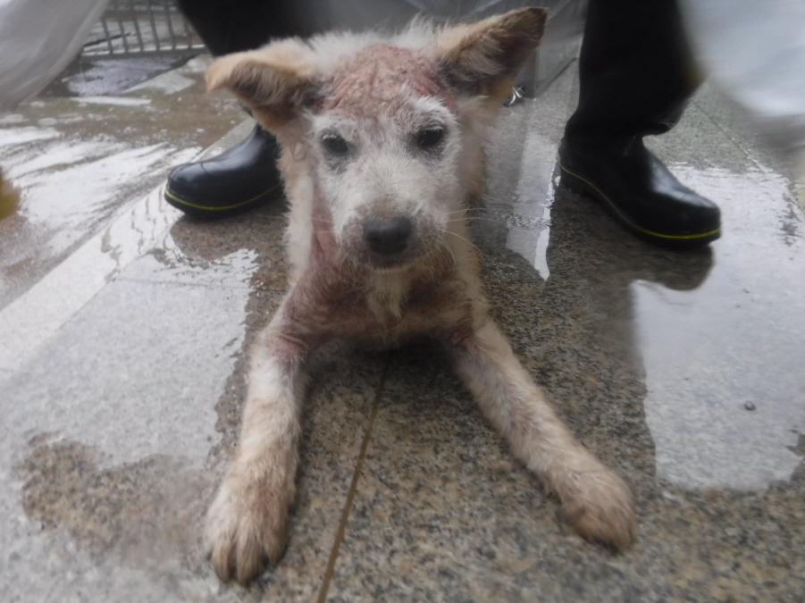 제주 동물보호센터_450650202300949