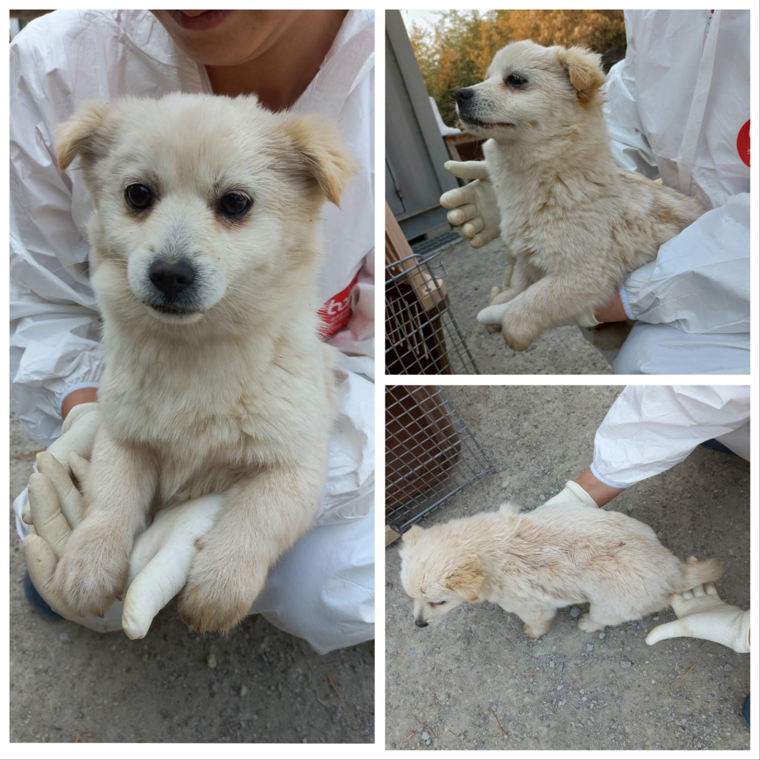당진시동물보호소_444568202300137